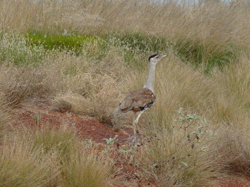 Australische Trappe